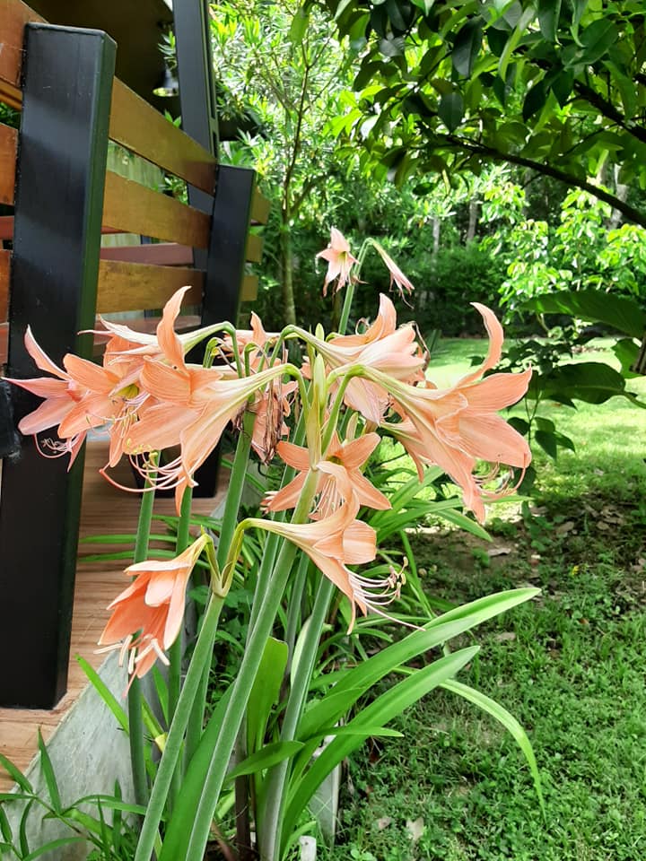 พาชมไอเดียจัดบ้านแต่งสวน เอาไว้ปรับใช้กับบ้านและสวนของคุณ