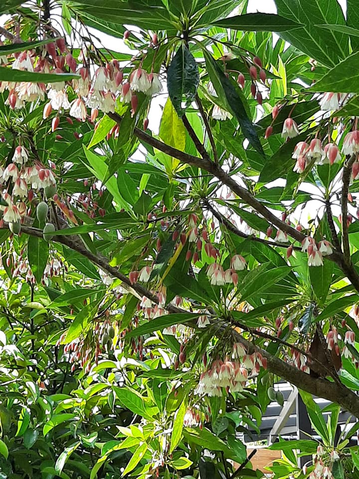 พาชมไอเดียจัดบ้านแต่งสวน เอาไว้ปรับใช้กับบ้านและสวนของคุณ