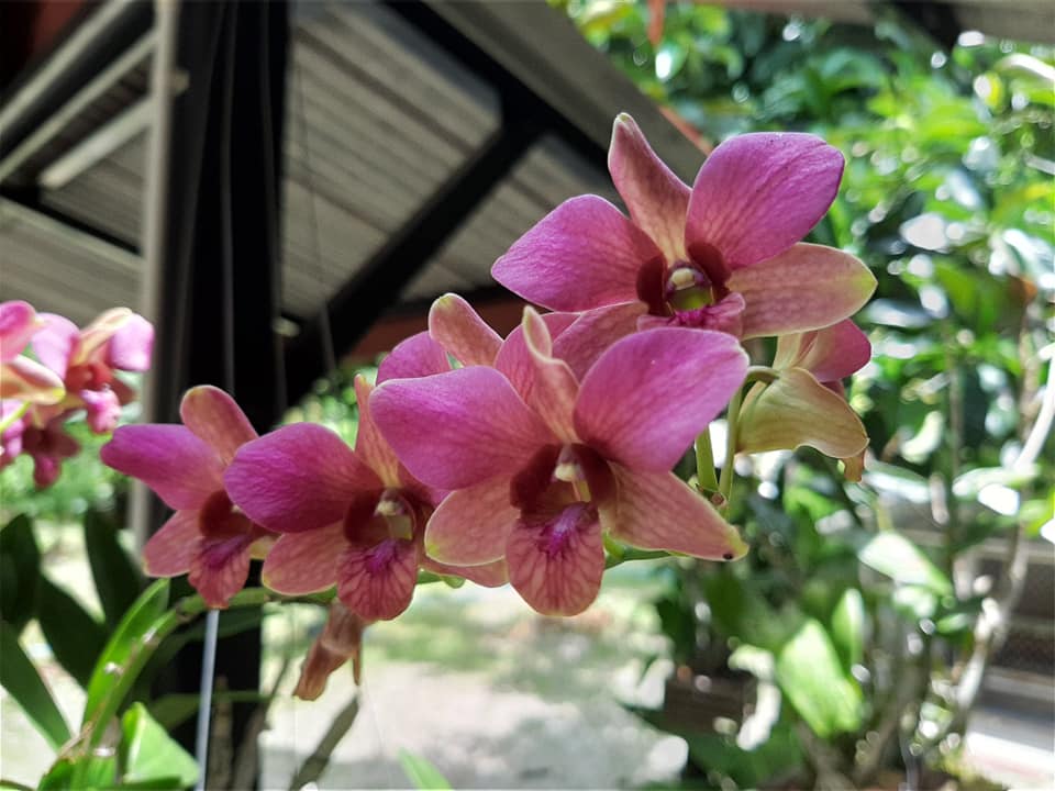 พาชมไอเดียจัดบ้านแต่งสวน เอาไว้ปรับใช้กับบ้านและสวนของคุณ