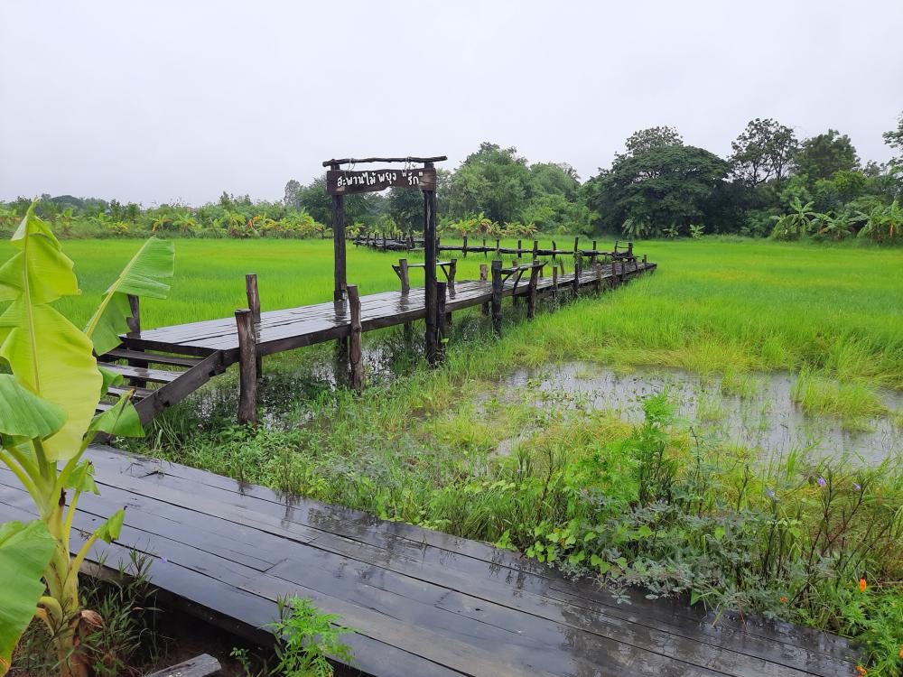 ฟาร์มปลูกสุข บรรยากาศตอนฝนตก