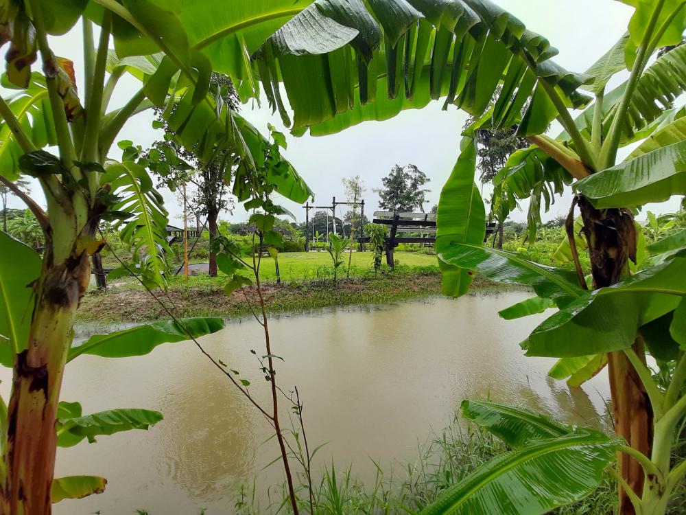 ฟาร์มปลูกสุข บรรยากาศตอนฝนตก