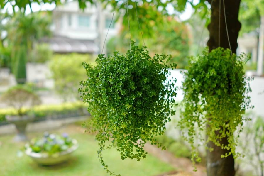 ไอเดียตกแต่งสวนและพื้นที่รอบบ้าน ให้ร่มรื่นน่าพักผ่อน