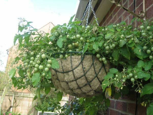 ไอเดีย ปลูกผักสวนแขวนกินได้