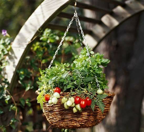 ไอเดีย ปลูกผักสวนแขวนกินได้