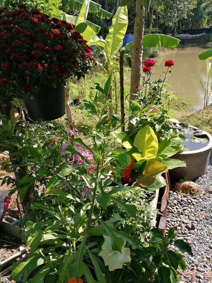 บ้านสวนกับบรรยากาศสุขสบาย