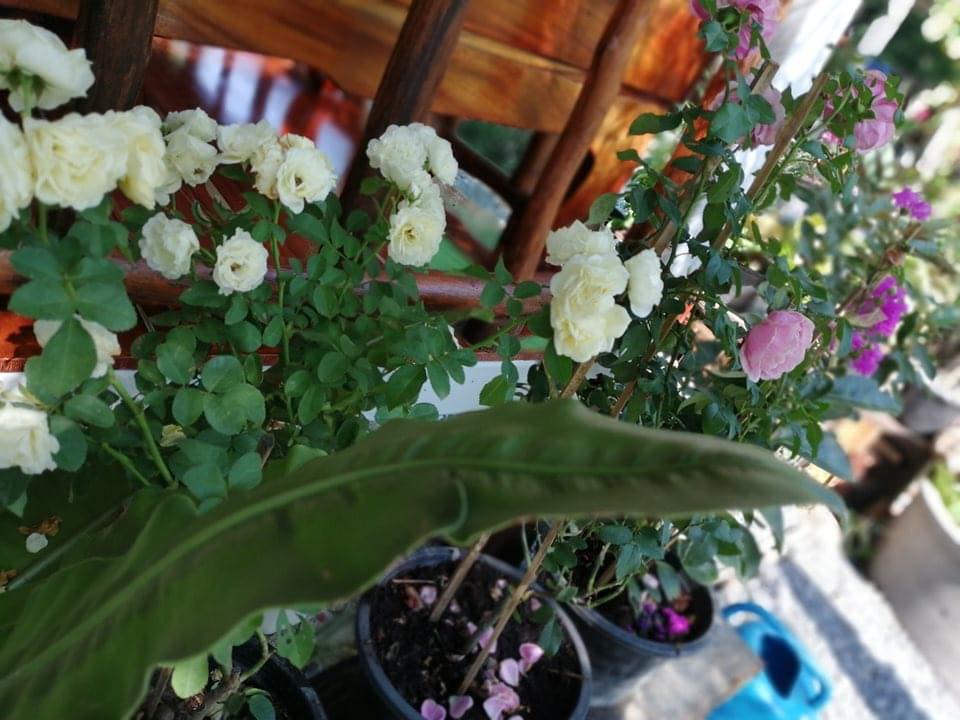 บ้านสวนกับบรรยากาศสุขสบาย