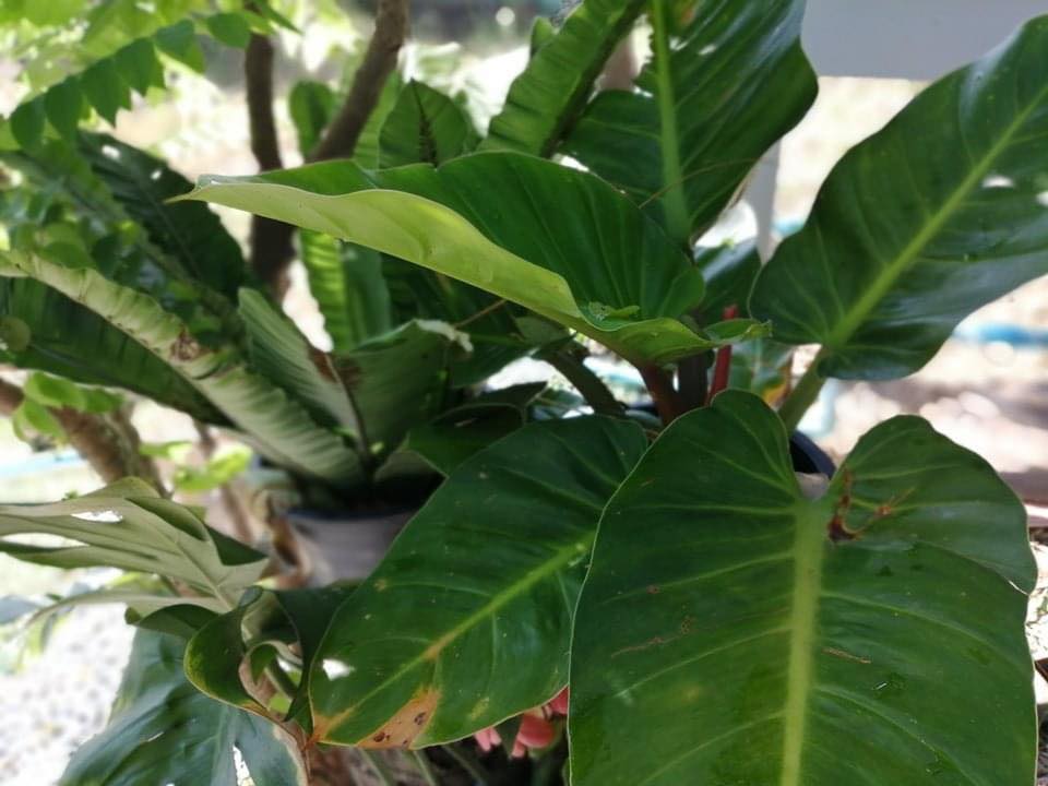 บ้านสวนกับบรรยากาศสุขสบาย