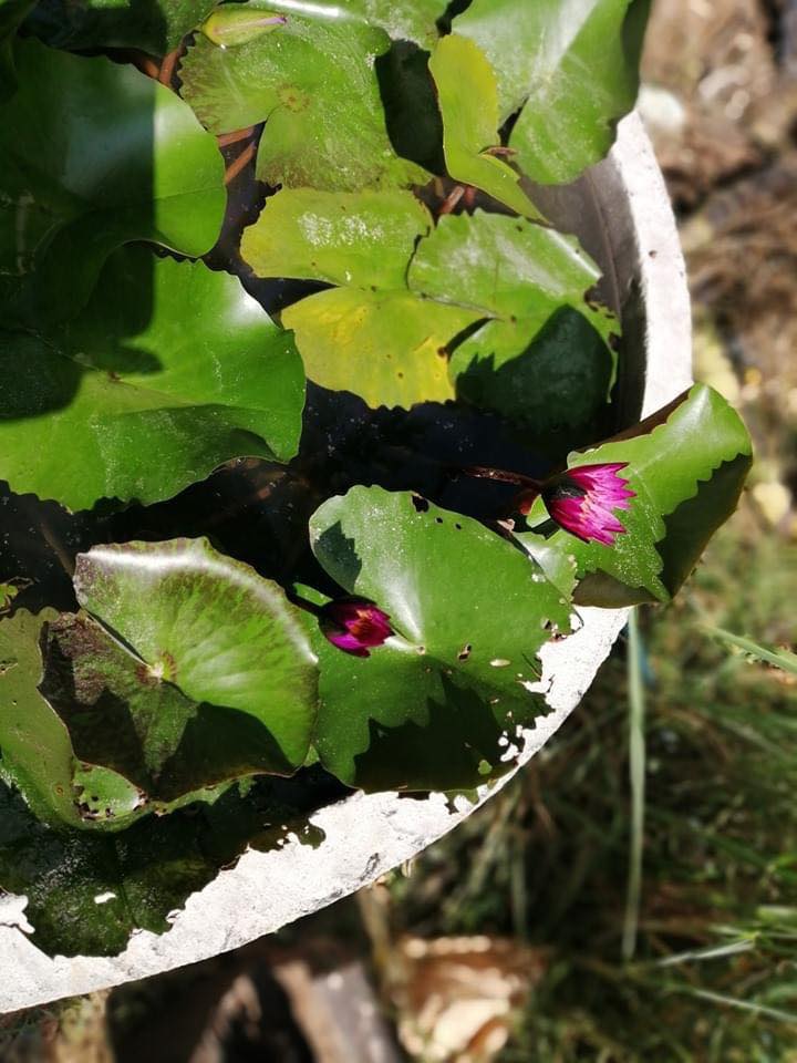 บ้านสวนกับบรรยากาศสุขสบาย