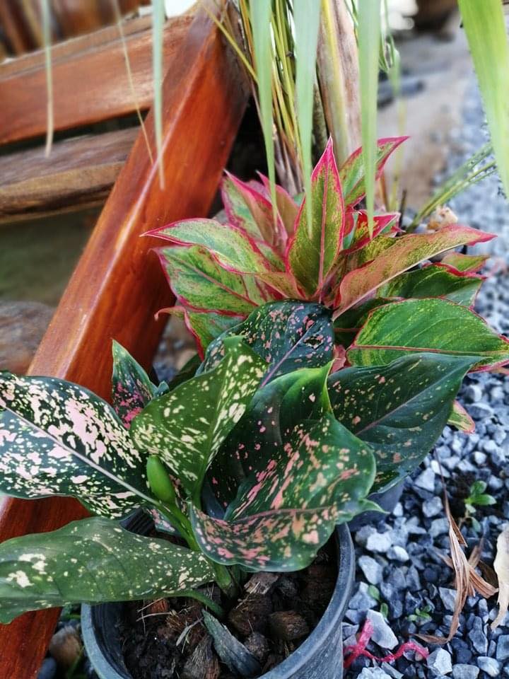 บ้านสวนกับบรรยากาศสุขสบาย