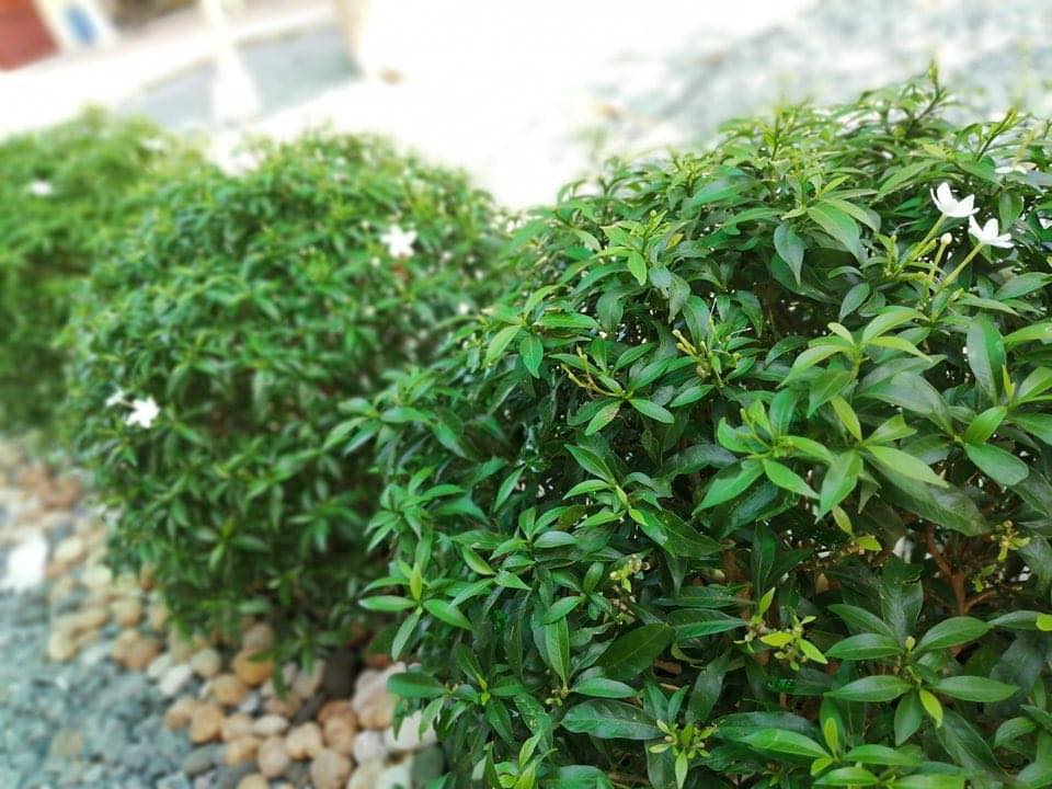 บ้านสวนกับบรรยากาศสุขสบาย