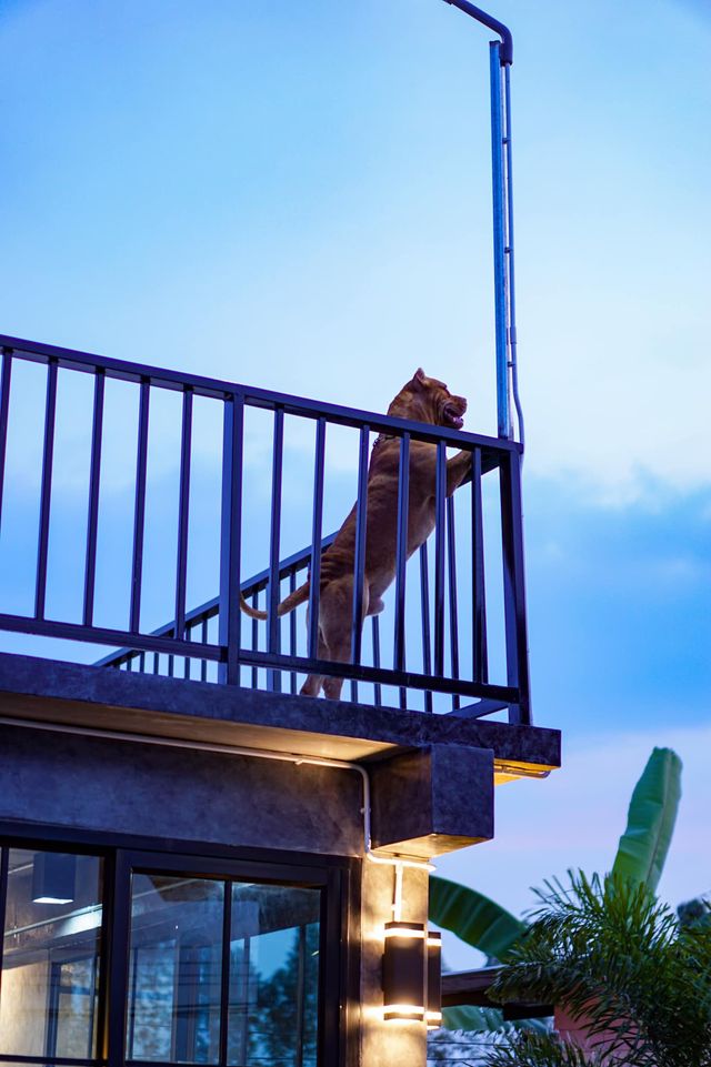 บ้านขนาดเล็กมีดาดฟ้า สำหรับจิบกาแฟ/ไว้จัดปาตี้ หรือ รับแขก งบประมาณ 2.5 แสนบาท