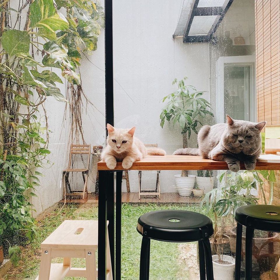 ไอเดียห้องครัวเล็กพร้อมสวนข้างบ้าน