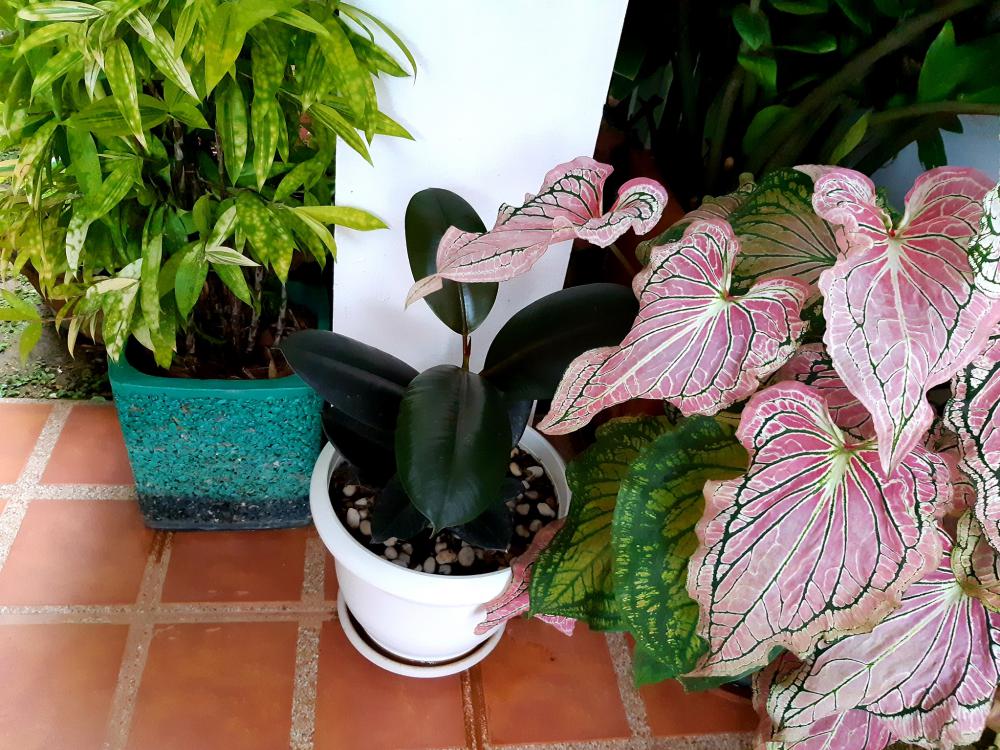 แค่นี้ก็สุขใจ แต่งบ้านสวยมาก รายล้อมด้วยต้นไม้