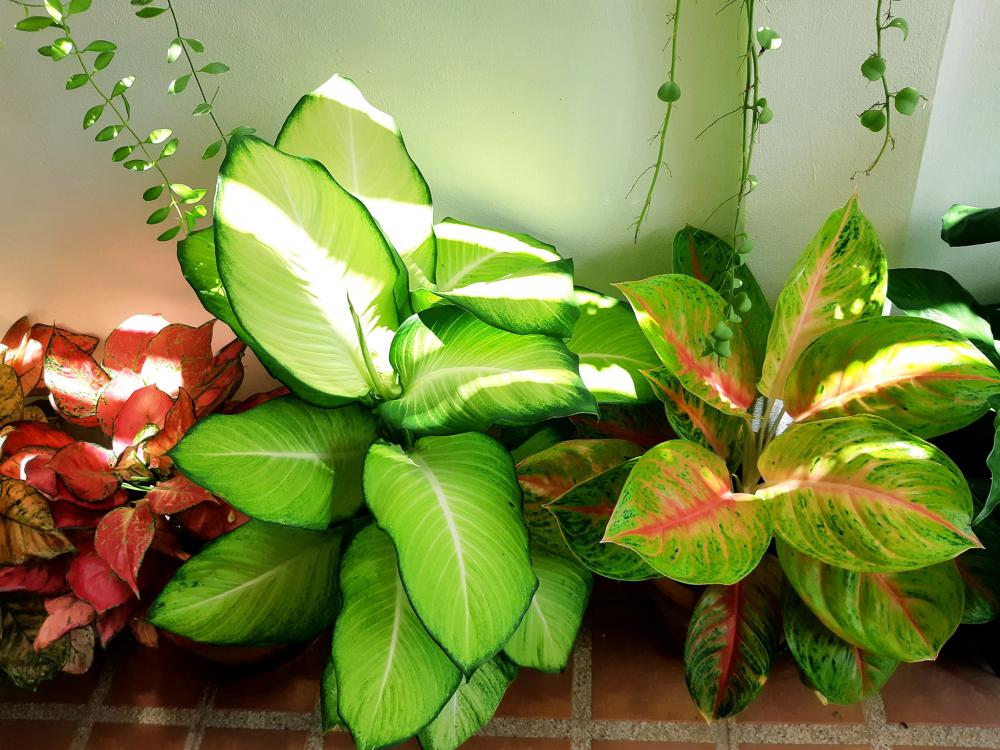 แค่นี้ก็สุขใจ แต่งบ้านสวยมาก รายล้อมด้วยต้นไม้