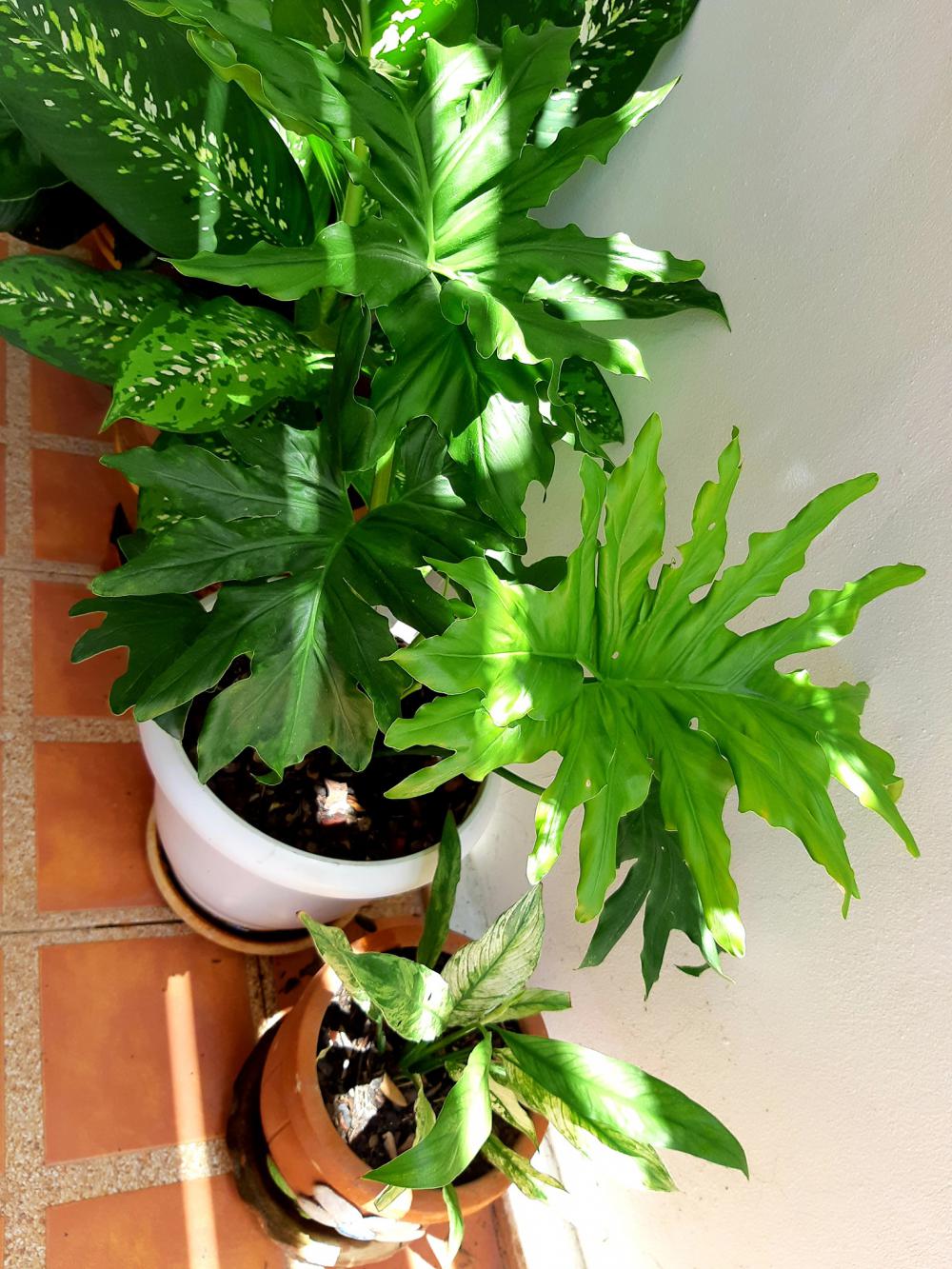 แค่นี้ก็สุขใจ แต่งบ้านสวยมาก รายล้อมด้วยต้นไม้