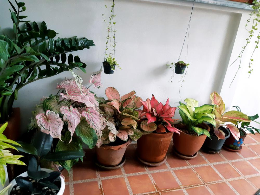 แค่นี้ก็สุขใจ แต่งบ้านสวยมาก รายล้อมด้วยต้นไม้