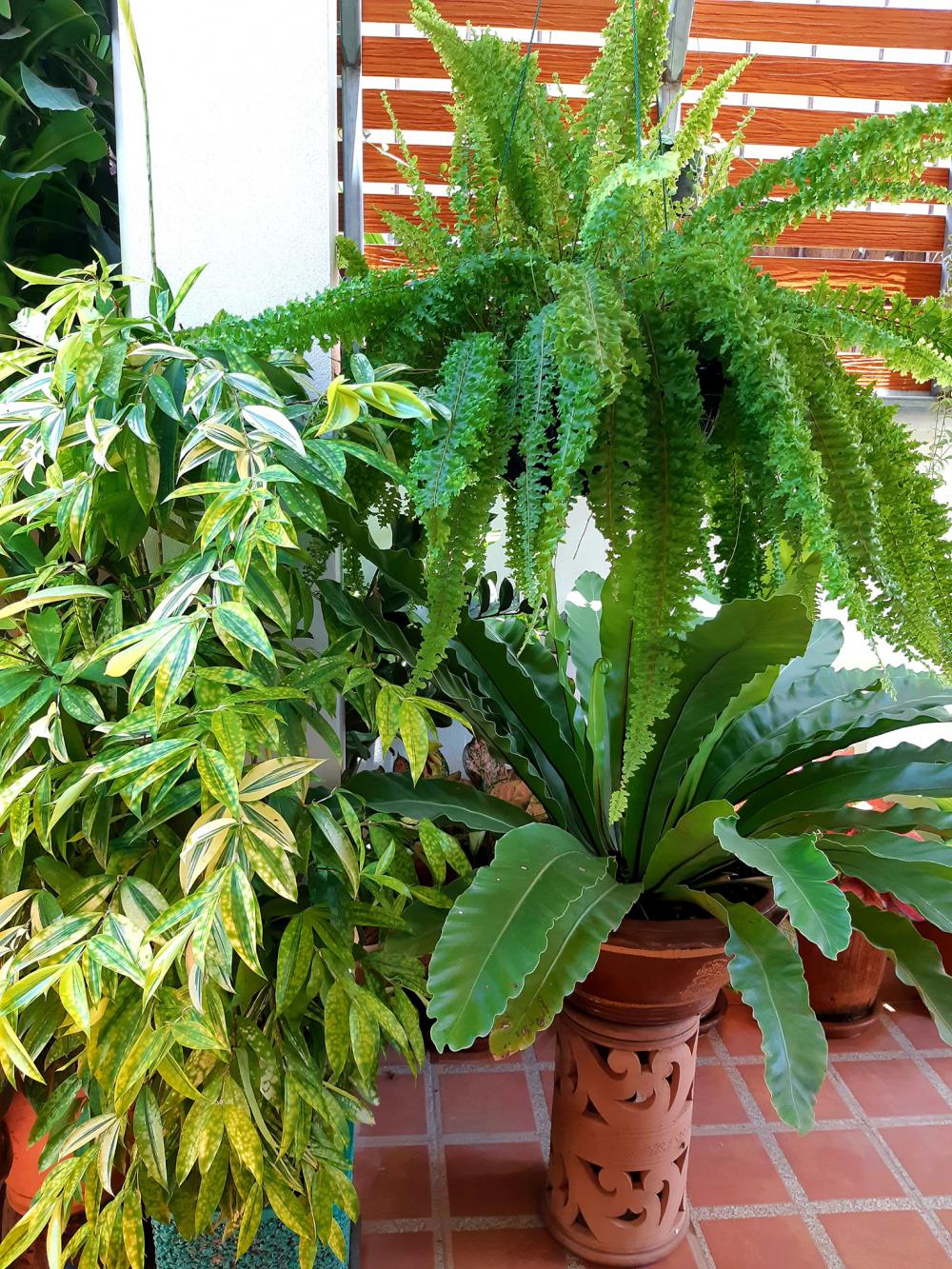 แค่นี้ก็สุขใจ แต่งบ้านสวยมาก รายล้อมด้วยต้นไม้