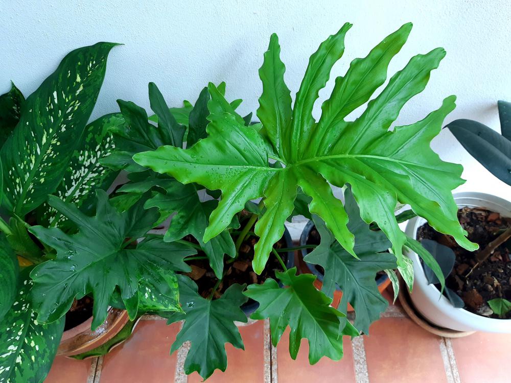 แค่นี้ก็สุขใจ แต่งบ้านสวยมาก รายล้อมด้วยต้นไม้