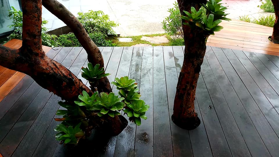 ทำทางยกพื้นเดินรอบต้นไม้