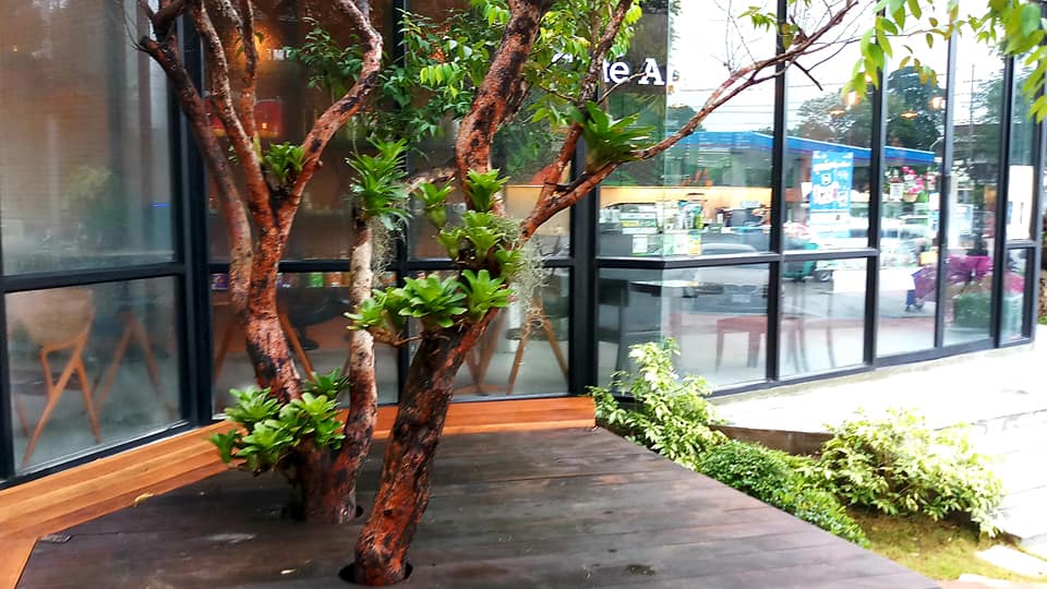 ทำทางยกพื้นเดินรอบต้นไม้