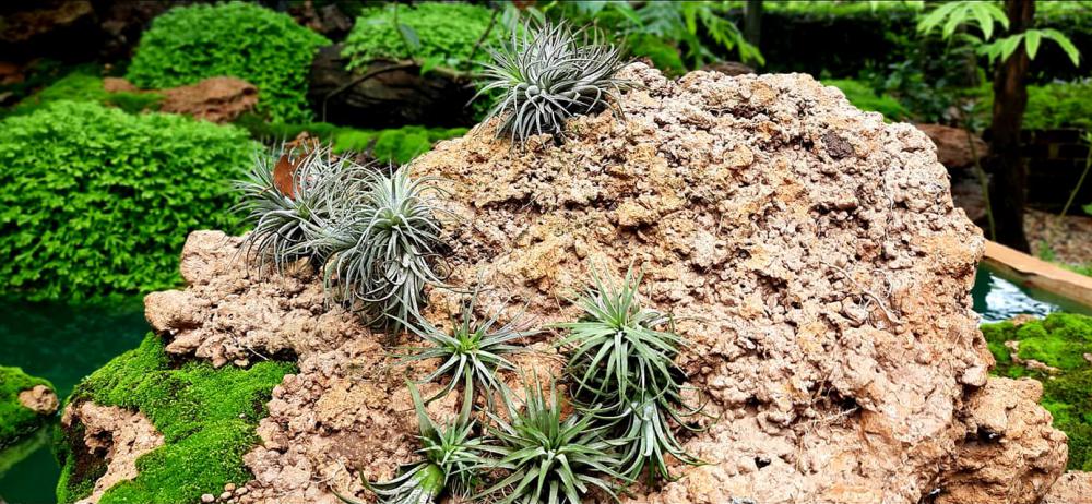 แต่งสวนสวยแบบธรรมชาติ