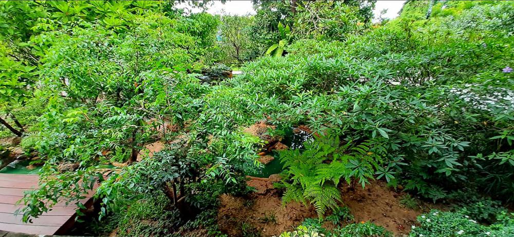 แต่งสวนสวยแบบธรรมชาติ