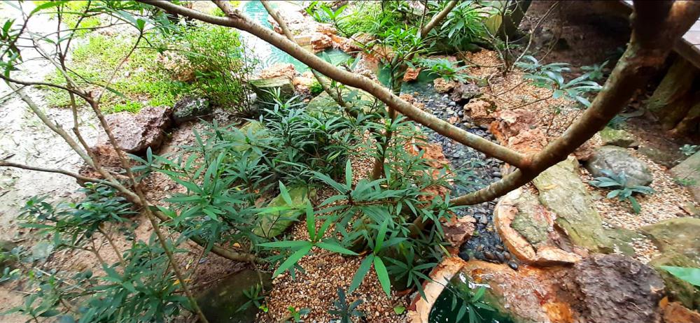 แต่งสวนสวยแบบธรรมชาติ