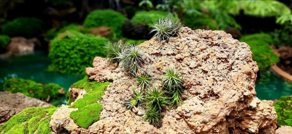 แต่งสวนสวยแบบธรรมชาติ