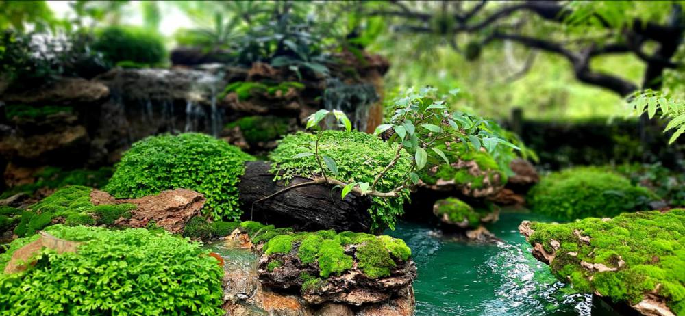 แต่งสวนสวยแบบธรรมชาติ