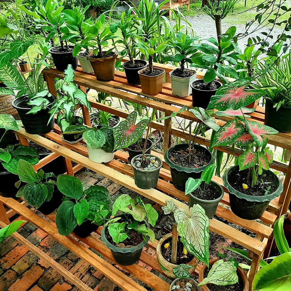 บ้านสไตล์ลอฟ บ้านในสวน พัทลุง