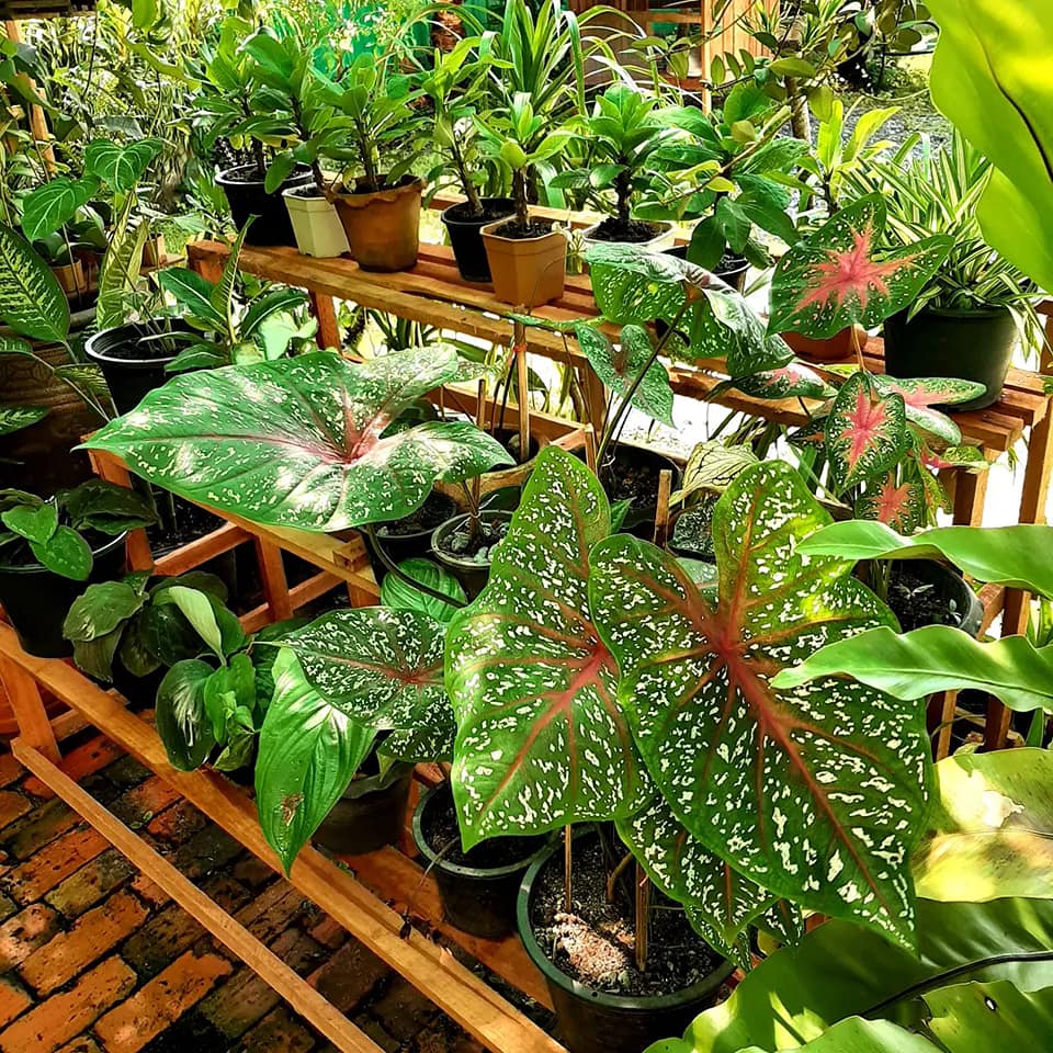 บ้านสไตล์ลอฟ บ้านในสวน พัทลุง