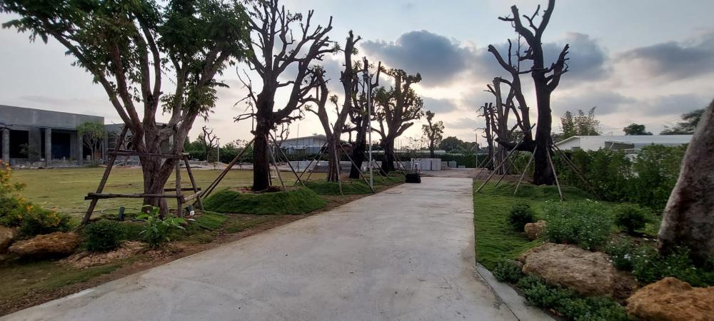 จัดสวนข้างถนน