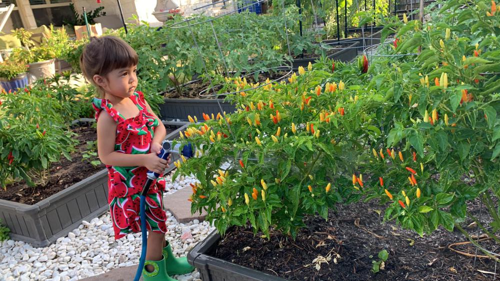 ไอเดียบ้านสวนผักสวยๆที่หลังบ้าน