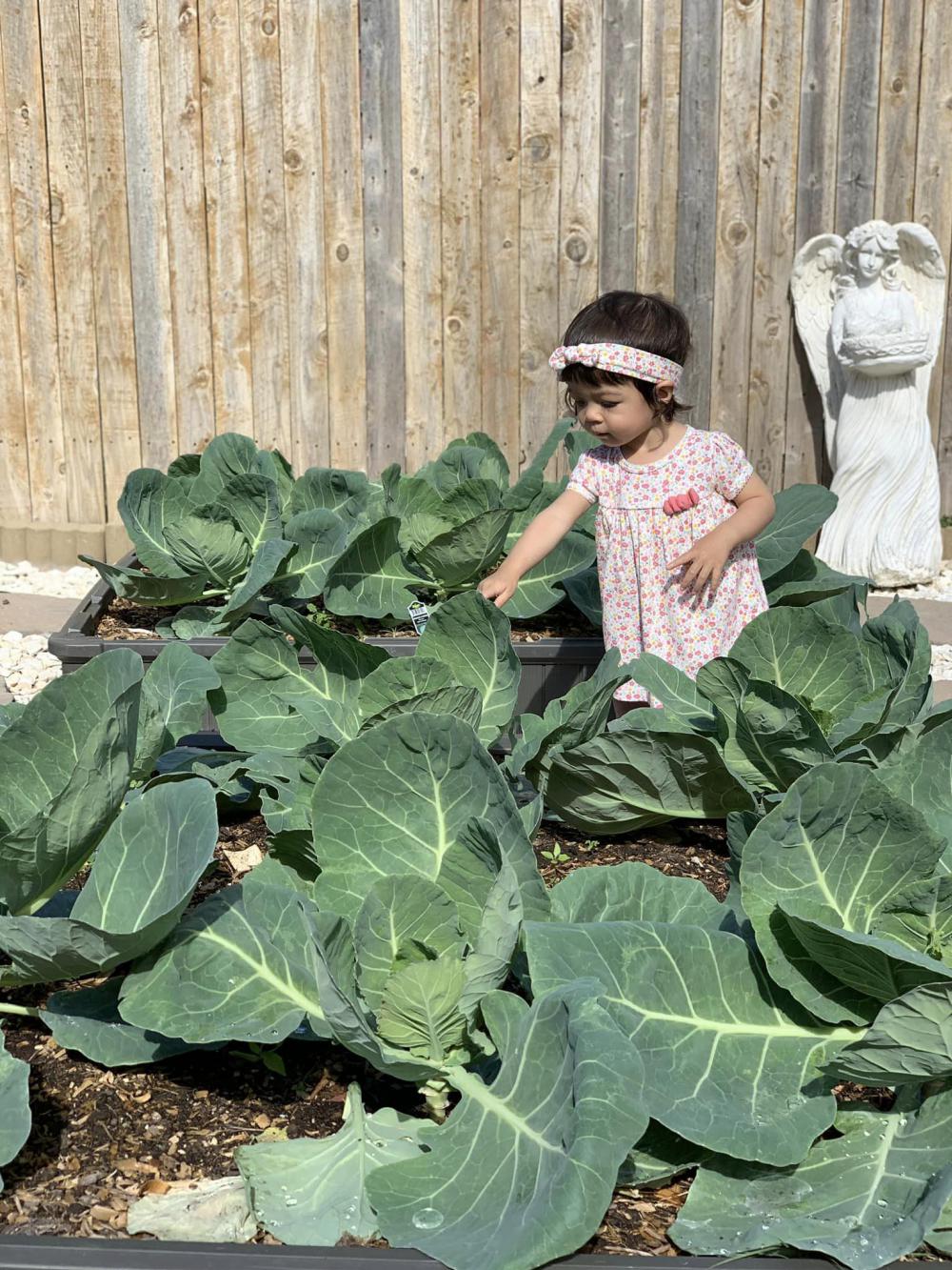 ไอเดียบ้านสวนผักสวยๆที่หลังบ้าน