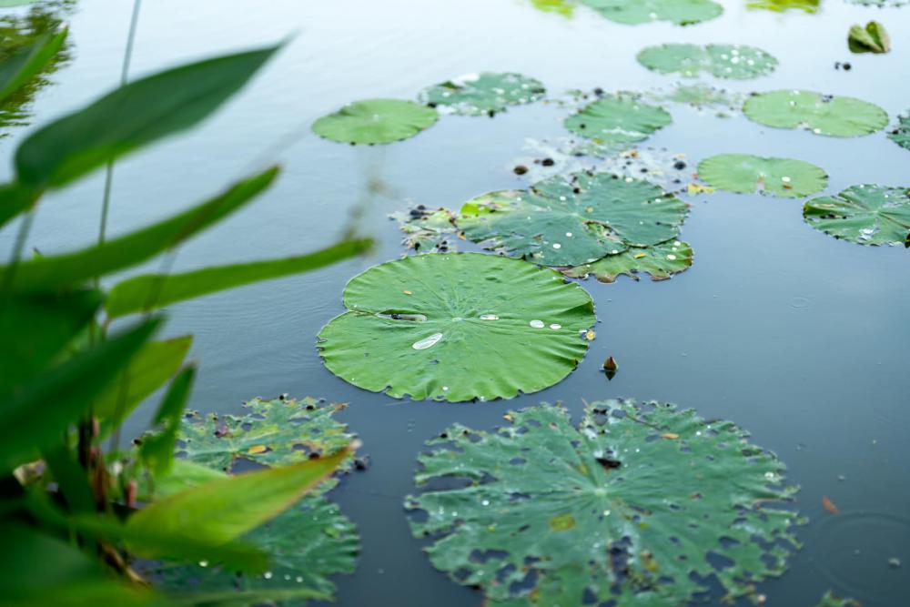 ไอเดียแต่งบ้านแต่งสวนธรรมชาติ