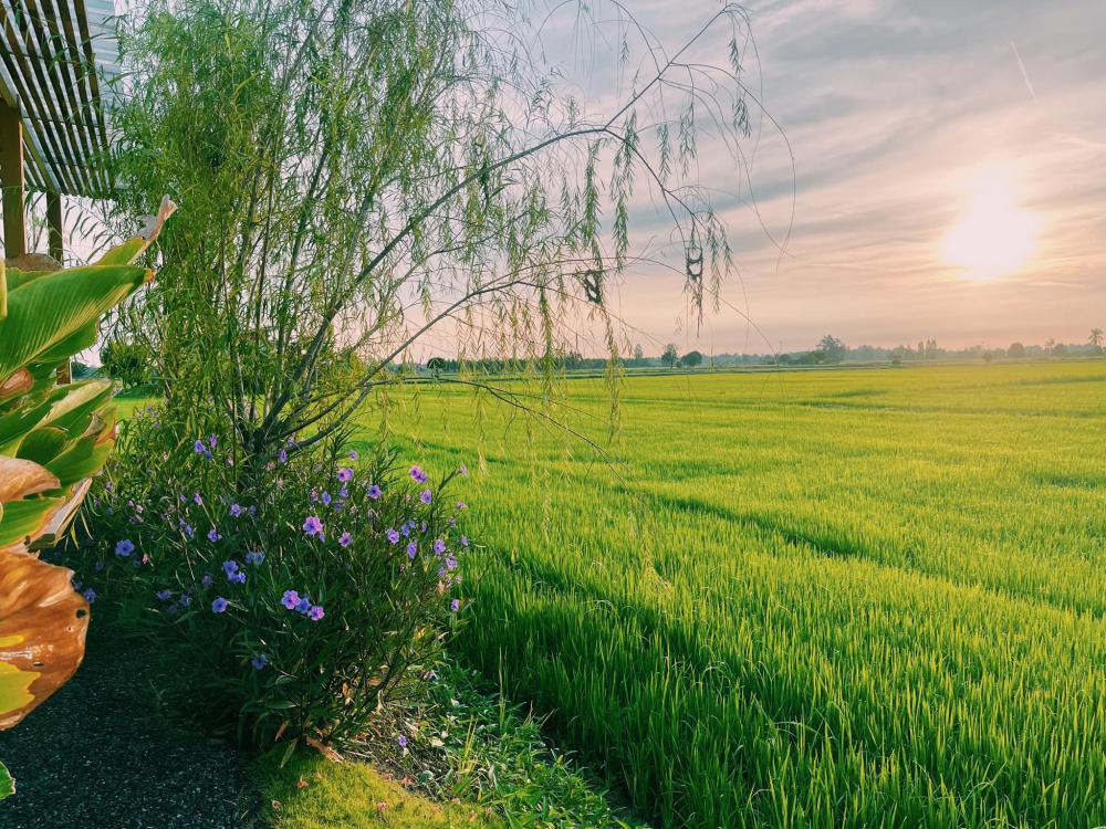 บ้าน และร้านกาแฟ ชั้นเดียว 2 หลัง