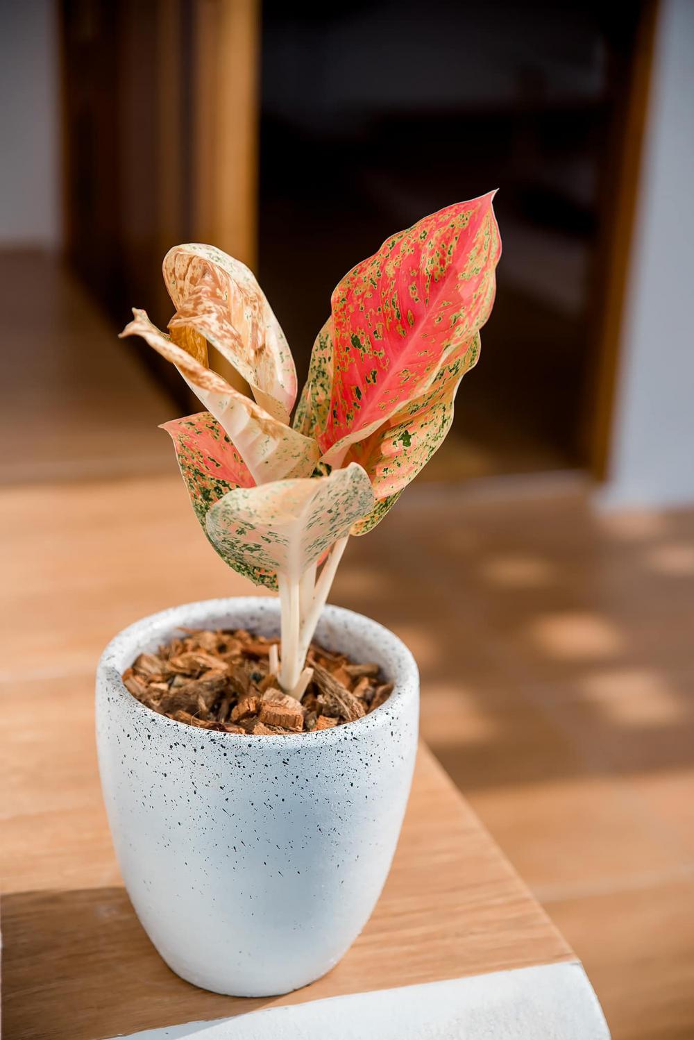 บ้านสไตล์มินิมอล ขนาด 2 ห้องนอน 2 ห้องน้ำ ด้วยงบ 1.1 ล้านบาท 