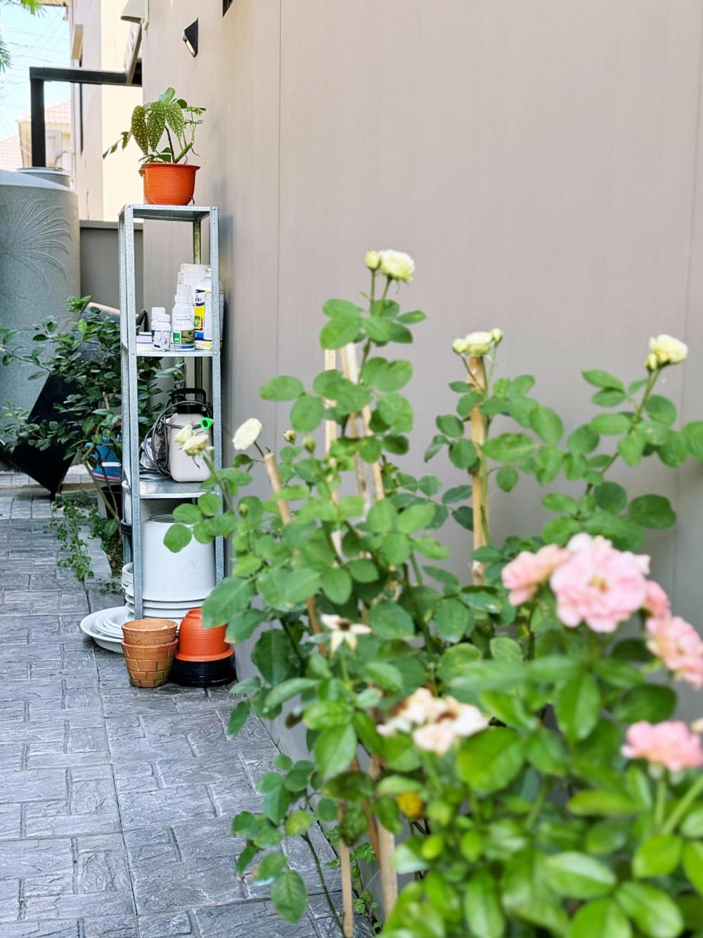 อวดบ้านคริสต์มาส 2566 รูปที่ 15