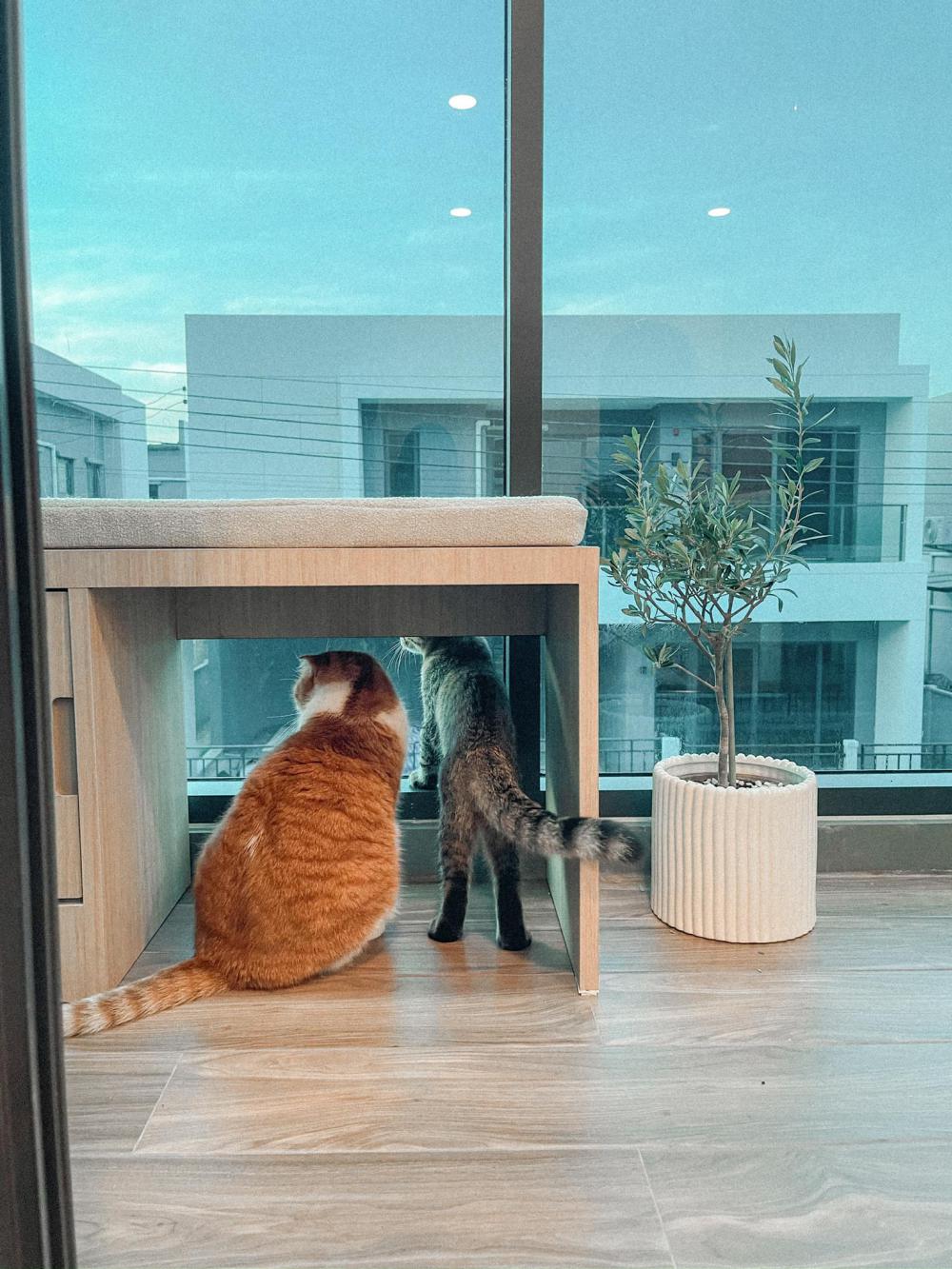 ไอเดียบ้านสไตล์มินิมอลตกแต่งภายในมินิมอล มีแมว อบอุ่น น่าอยู่ รูปที่ 20