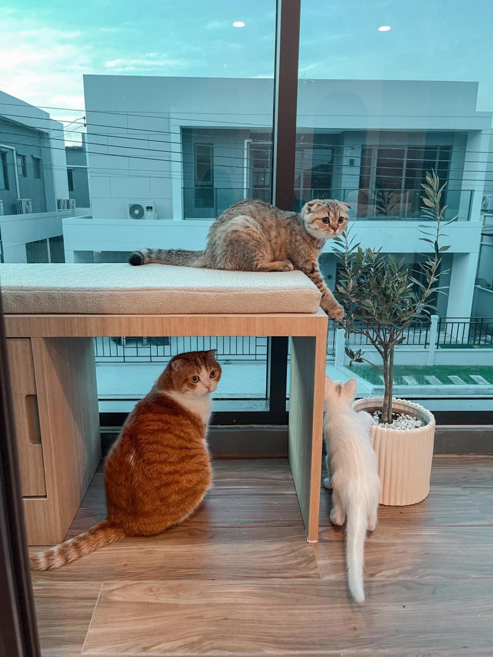 ไอเดียบ้านสไตล์มินิมอลตกแต่งภายในมินิมอล มีแมว อบอุ่น น่าอยู่ รูปที่ 21