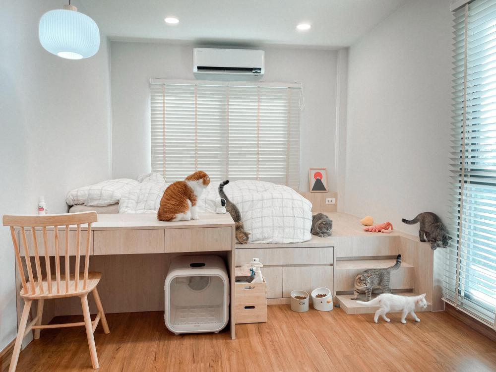 ไอเดียบ้านสไตล์มินิมอลตกแต่งภายในมินิมอล มีแมว อบอุ่น น่าอยู่ รูปที่ 5