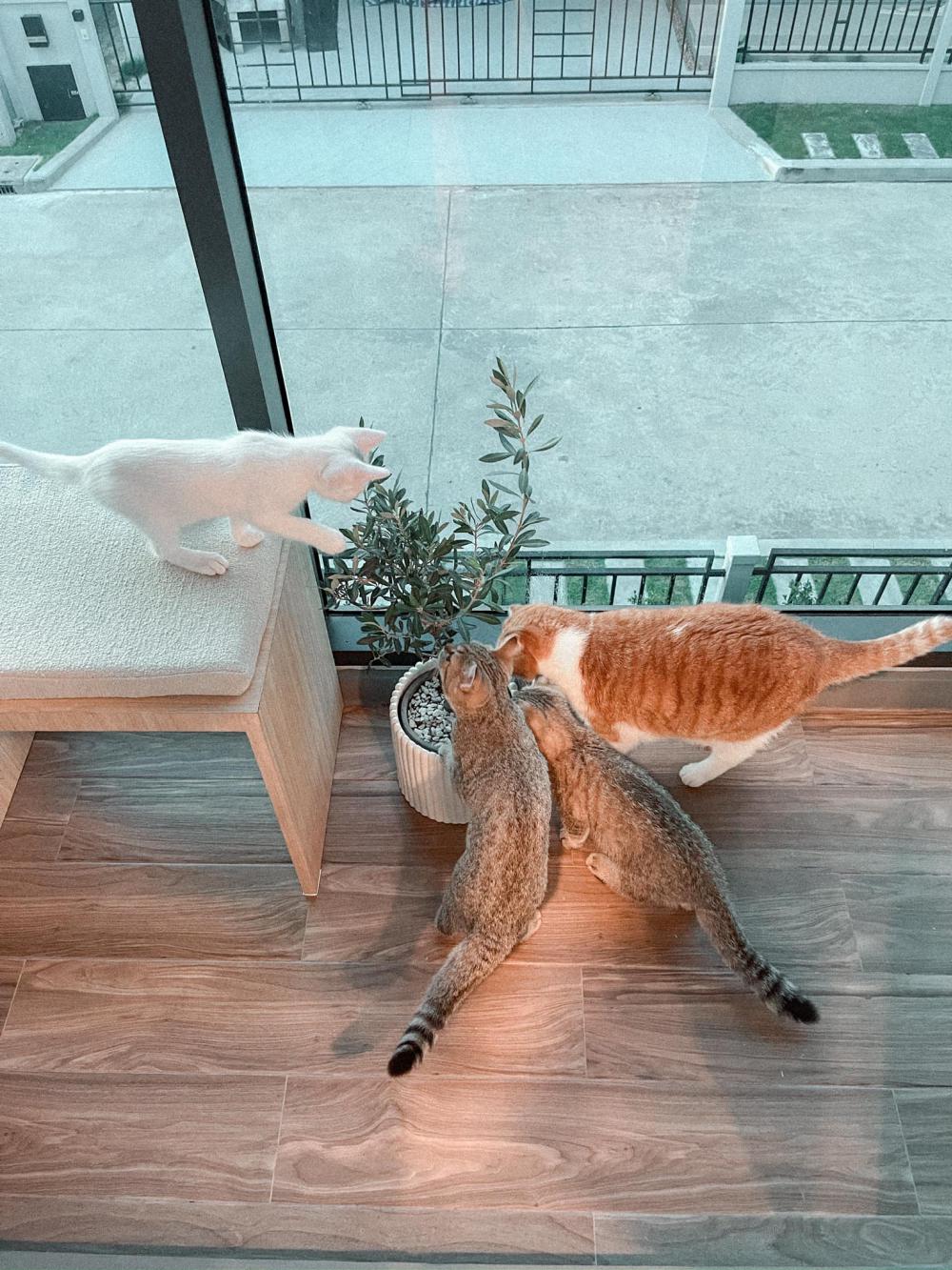 ไอเดียบ้านสไตล์มินิมอลตกแต่งภายในมินิมอล มีแมว อบอุ่น น่าอยู่ รูปที่ 50