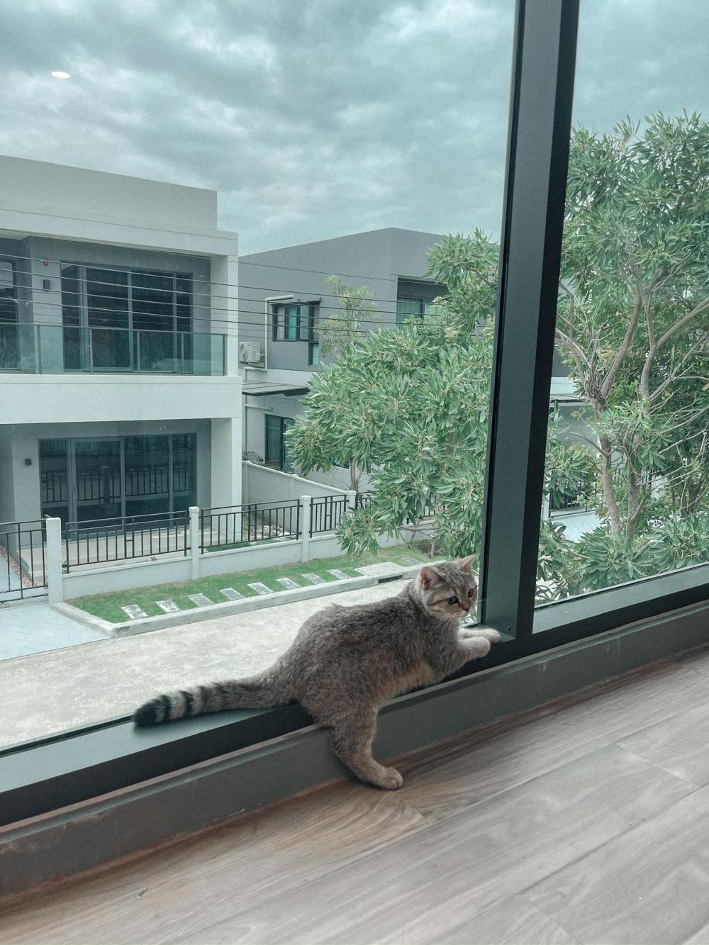 ไอเดียบ้านสไตล์มินิมอลตกแต่งภายในมินิมอล มีแมว อบอุ่น น่าอยู่ รูปที่ 55