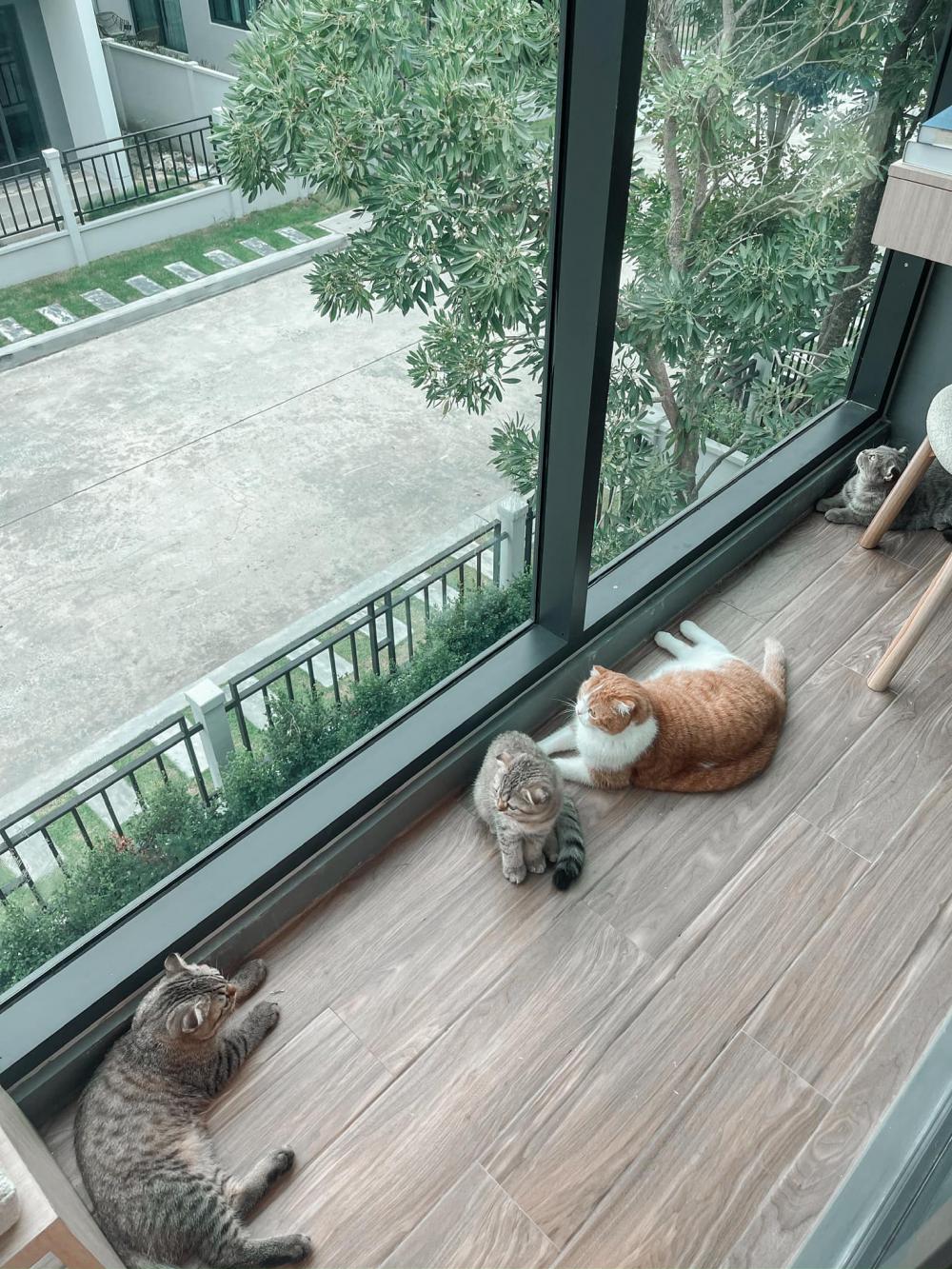 ไอเดียบ้านสไตล์มินิมอลตกแต่งภายในมินิมอล มีแมว อบอุ่น น่าอยู่ รูปที่ 56