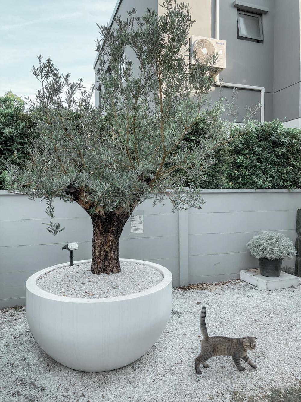 ไอเดียบ้านสไตล์มินิมอลตกแต่งภายในมินิมอล มีแมว อบอุ่น น่าอยู่ รูปที่ 1