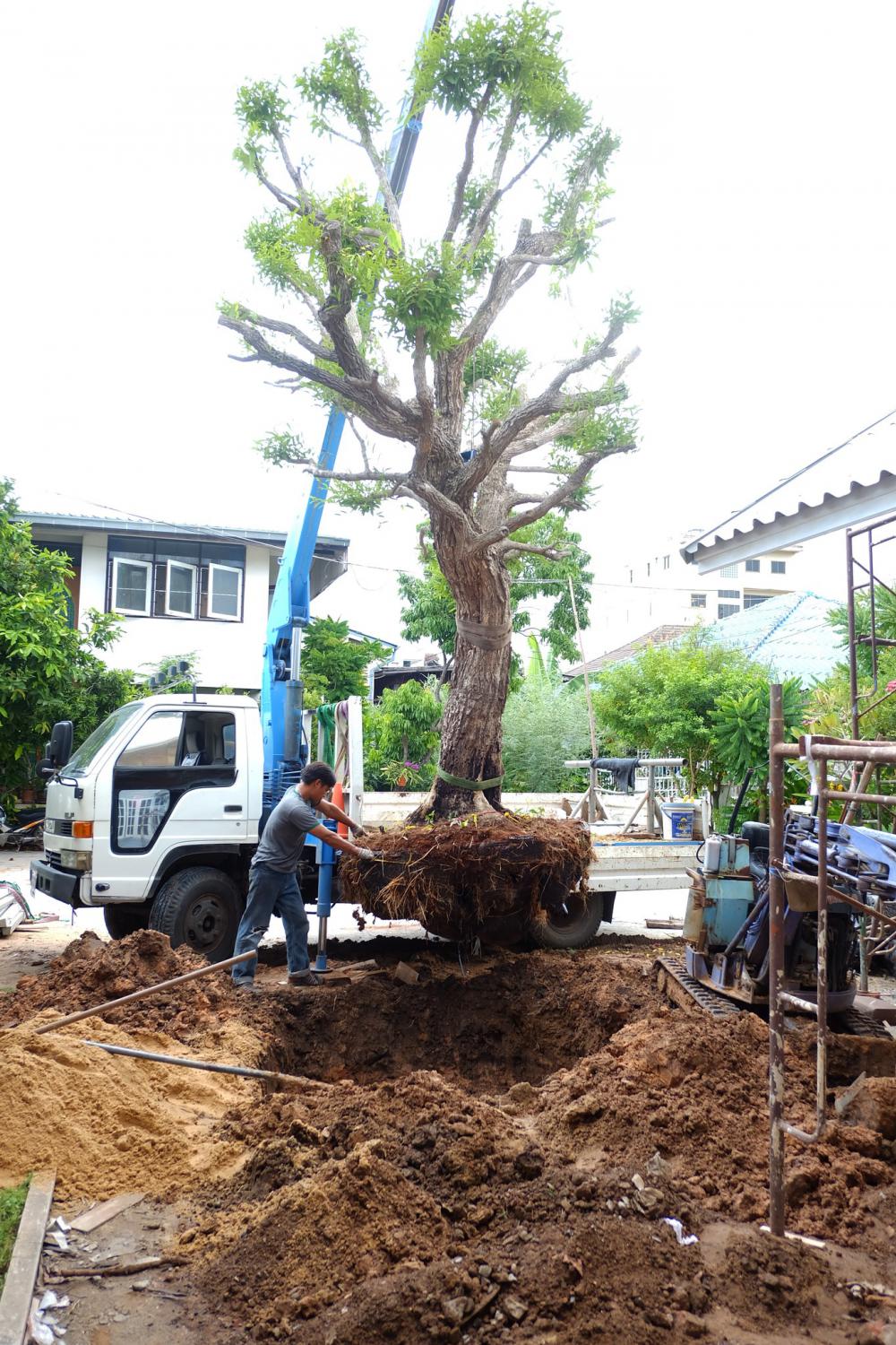 แชร์ไอเดียต้นไม้ใหญ่ ไม้ประธานของบ้าน รูปที่ 10