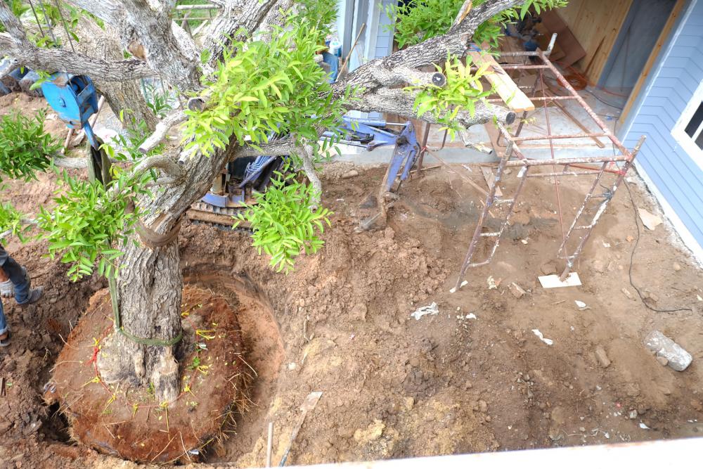 แชร์ไอเดียต้นไม้ใหญ่ ไม้ประธานของบ้าน รูปที่ 11