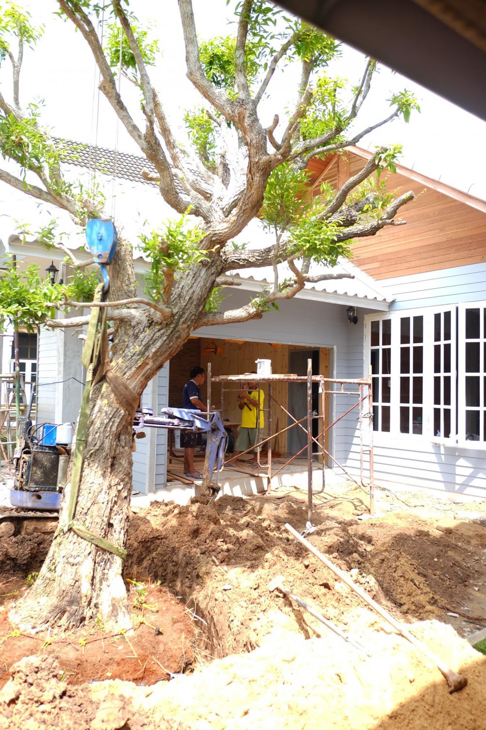 แชร์ไอเดียต้นไม้ใหญ่ ไม้ประธานของบ้าน รูปที่ 12