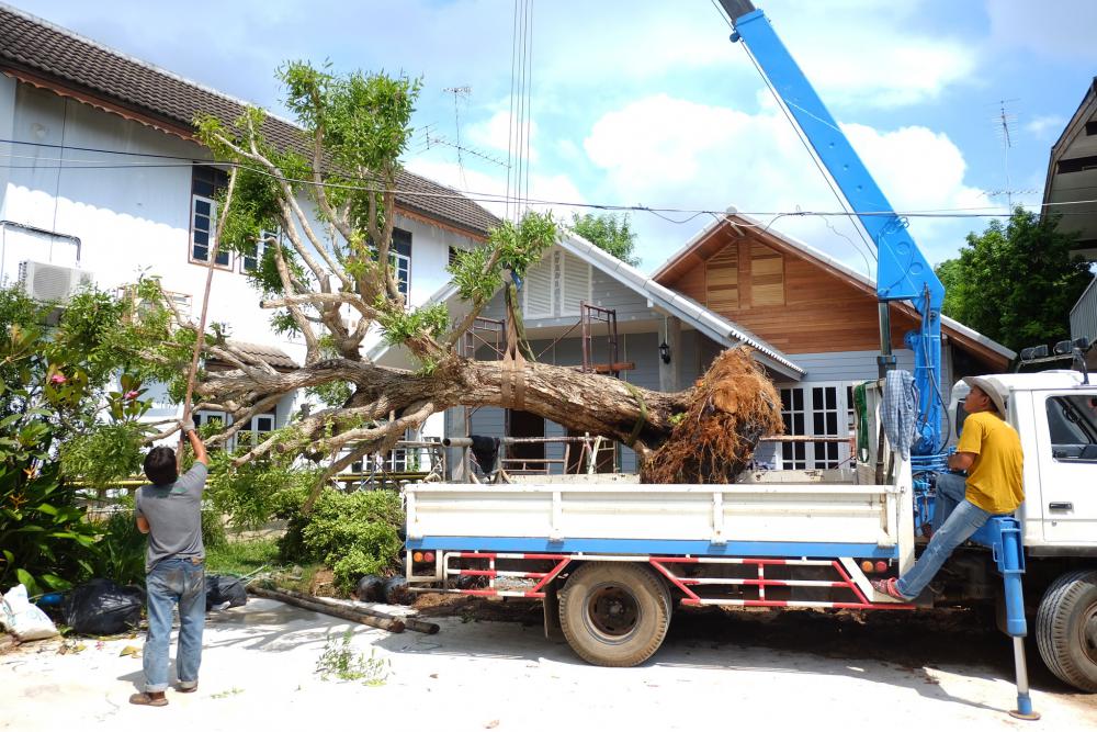 แชร์ไอเดียต้นไม้ใหญ่ ไม้ประธานของบ้าน รูปที่ 7
