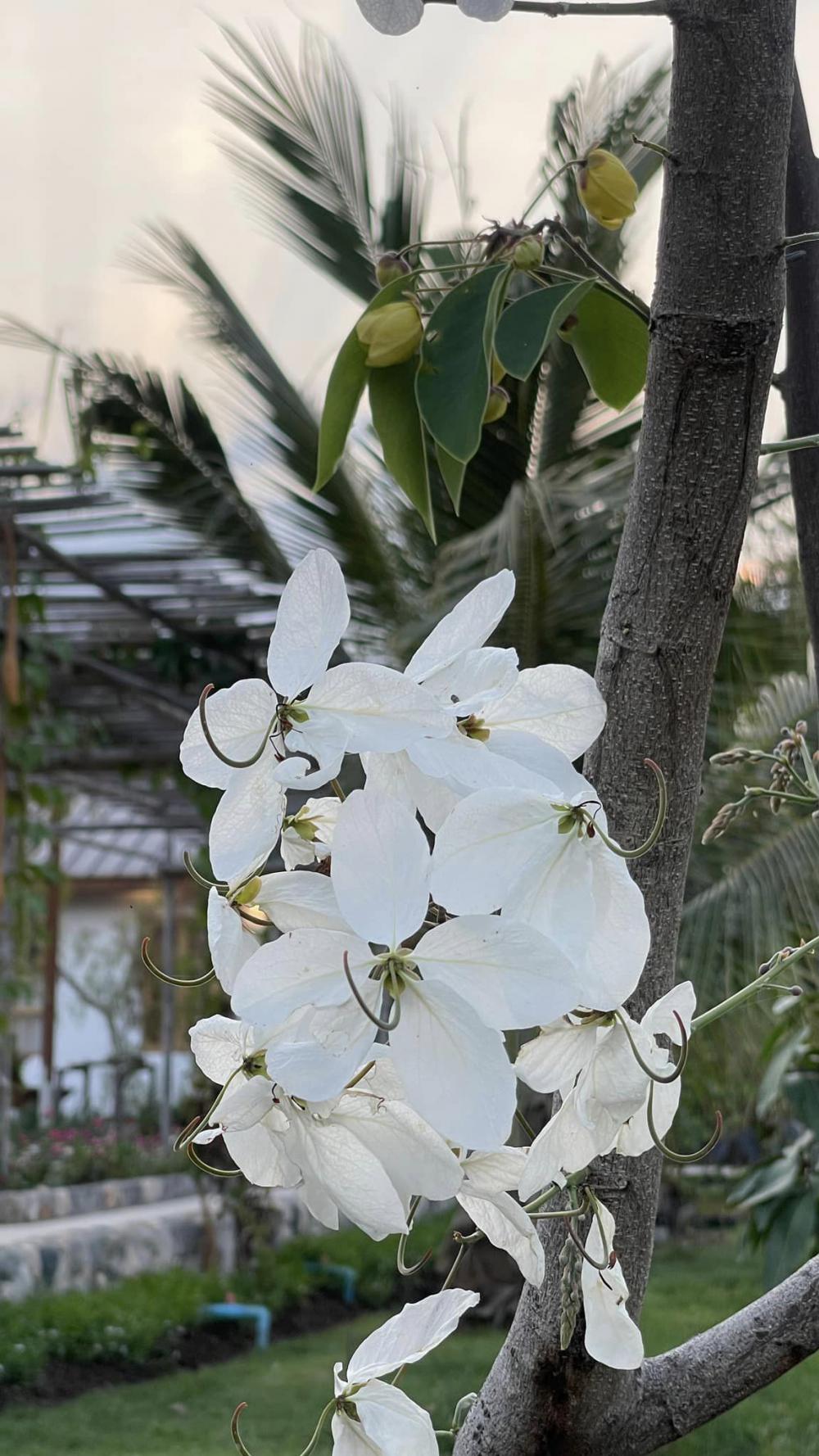 ไอเดียบ้านญี่ปุ่นขนาดเล็ก สวนดอกไม้สนามหญ้า มีลำธารไหลผ่าน บ้านสวนเวลาเขาใหญ่ รูปที่ 3